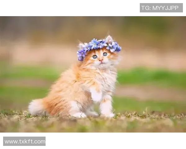 小猫足球明星的可爱瞬间展现了它们的运动天赋与活力四射的魅力